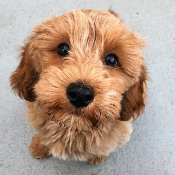 Meet your Posher, Maggie - Picture 1 of 1